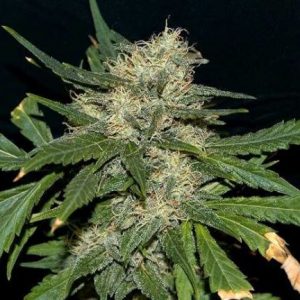 Northern Lights Feminised Seeds - Bulk x 100