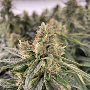Diesel Feminised Seeds - Bulk x 100