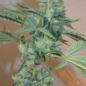 Girl Scout Cookies Feminised Seeds - 6