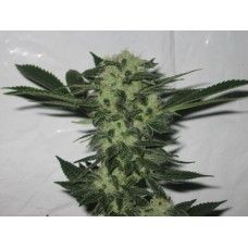 818 Headband Aka Sour OG Feminised Seeds - 6