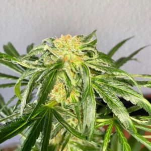 Jack Herer Feminised - Bulk x 100