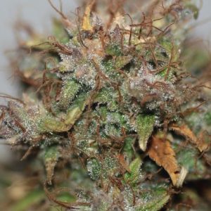 Cheese Auto Feminised Seeds - Bulk x 100