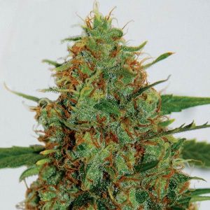C99 Feminised Seeds - 5