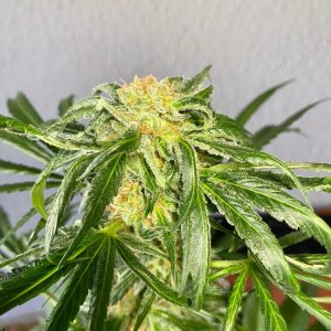 Jack Herer FAST Feminised Seeds - BULK x 100
