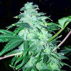 22 Feminised Seeds - 6