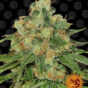 Caramel CBD Regular Seeds - 10