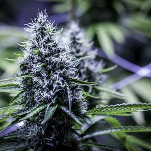 Blue Dream Feminised Seeds - BULK x 100