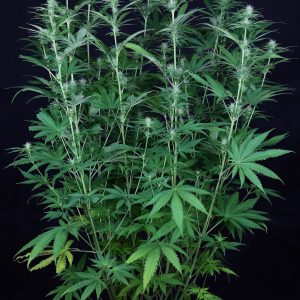 Tiger-One Cheese CBD 1:1 Feminised Seeds - BULK x 100