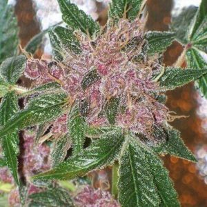 Cherries Jubilee Feminised Seeds (Gold Collection) - 6