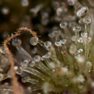 Super Silver Haze Feminised Seeds - BULK x 100