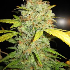 Diesel Auto Feminised Seeds - BULK x 100