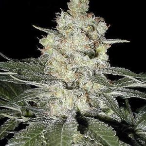 Moby Dick Feminised Seeds - BULK x 100
