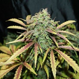 Amnesia Regular Seeds - BULK x 100