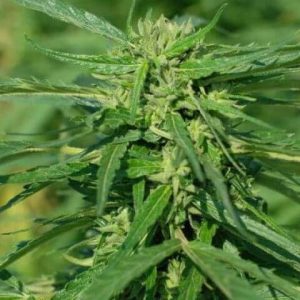 Tiger-One CBD 40:1 Feminised Seeds - BULK x 100