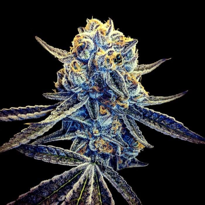 Tangieland Regular Seeds (Crockett Family Farms) - 12