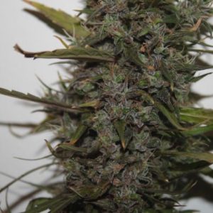 Green Crack Auto Feminised Seeds Bulk x 100