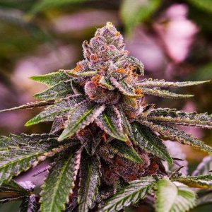 Girl Scout Cookies Feminised Seeds - 5