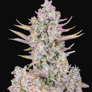Purple Punch FAST Feminised Seeds - BULK x 100
