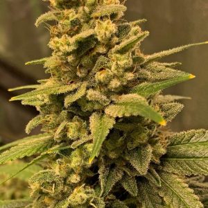 Gorilla Glue #4 FAST Feminised Seeds - BULK x 100