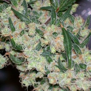 G13 Feminised Seeds - BULK x 100