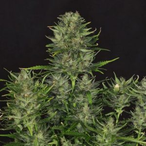 Godfather OG Auto Feminised Seeds - BULK x 100