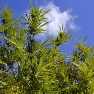 Durban Poison Feminised Seeds - BULK x 100