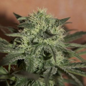 Lemon Skunk Feminised Seeds - BULK x 100