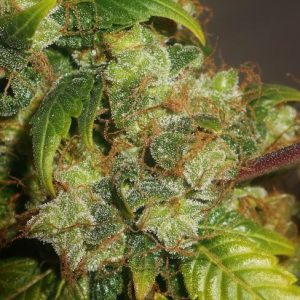 DMT Feminised Seeds - BULK x 100