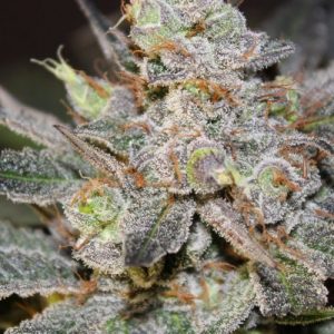 Candyland Feminised Seeds - BULK x 100