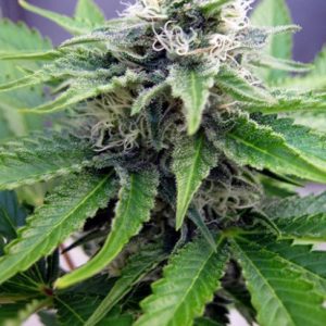 Grapefruit Auto Feminised Seeds - BULK x 100