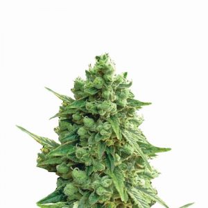 Hawaii Maui Waui Auto Feminised Seeds - 5