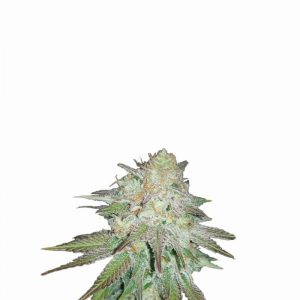 Raspberry Cough Auto Feminised Seeds - 5