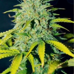 Ice Cream Cake Auto Feminised Seeds - BULK x 100