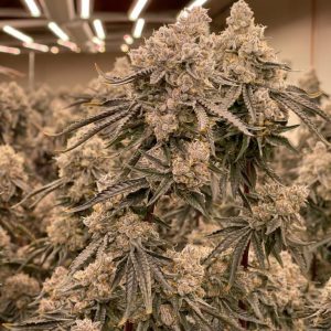 Apple Fritter Feminised Seeds - BULK x 100