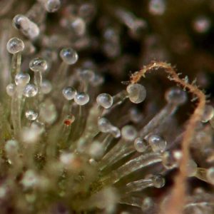 London Pound Cake Feminised Seeds - BULK x 100