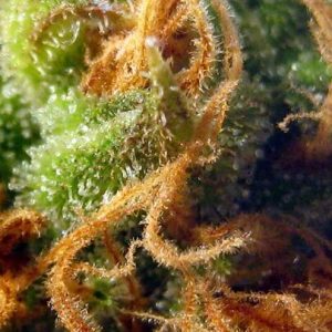 MAC 1 Feminised Seeds - BULK x 100