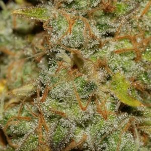 Obama Kush Feminised Seeds - BULK x 100