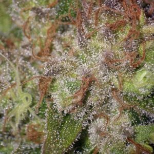 Peanut Butter Breath Feminised Seeds - BULK x 100