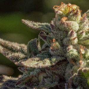 Fuegisima Fast Feminised Seeds - 5