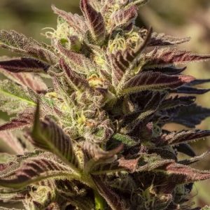 La Jefa Fast Feminised Seeds - 5