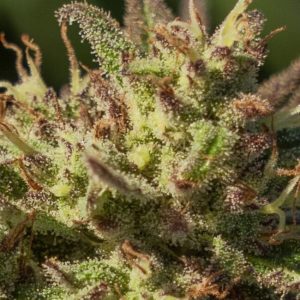 Neon Cowgirl Fast Feminised Seeds - 5