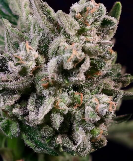 Peanut Butter Breath Fast Feminised Seeds - 5