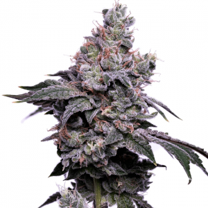 GoldenHaze Feminised Seeds - 5