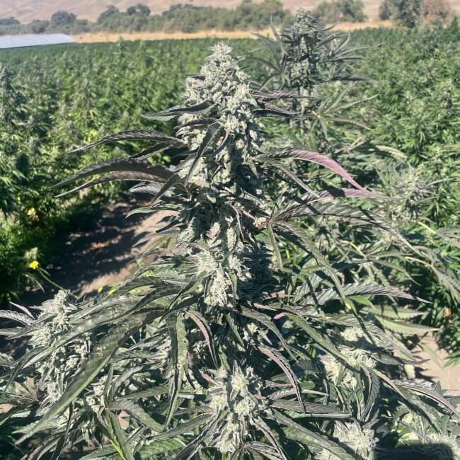 Banana Foster Feminised Seeds - 5
