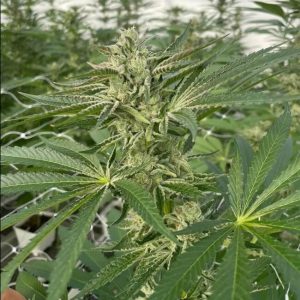Latte Lato Feminised Seeds - 5