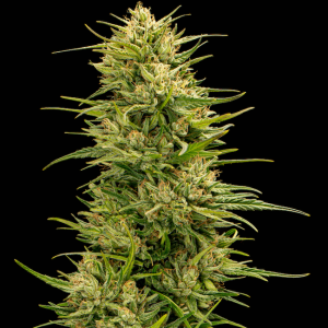 The Don CBD Feminised Seeds - 5