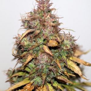 Stardawg Auto Feminised Seeds - BULK x 100