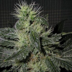 Alien OG Auto Feminised Seeds - BULK x 100