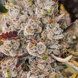 White Truffle Auto Feminised Seeds - BULK x 100