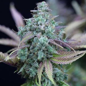 Slurricane Feminised Seeds - BULK x 100
